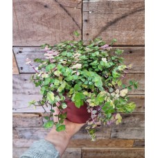 Pink Bubbles plant in ceramic pot